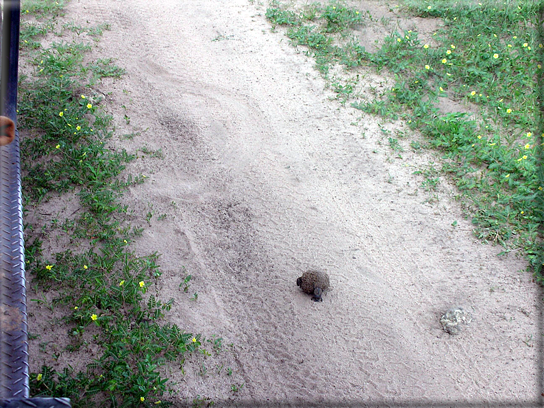 foto Parco nazionale del Chobe